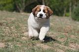 SAINT BERNARD 024